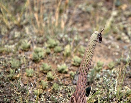 Beetle on a trunk of a desert plant close-up.