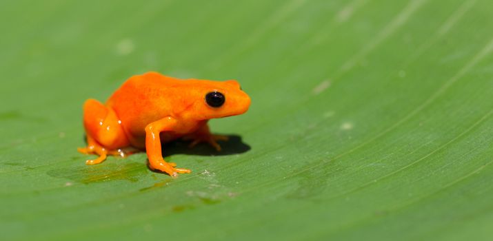 Tomato frog in Madagascar - The tomato frog is endemic to Madagascar