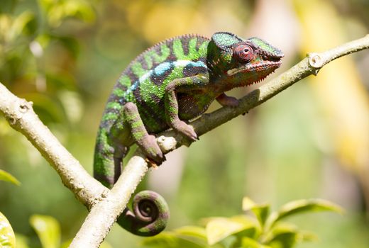 Panther chameleon Furcifer pardalis from Madagascar, perched on a branch