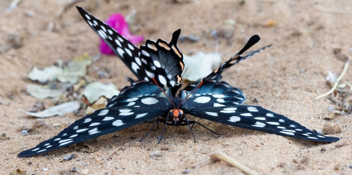 Butterfly-Papilio (Pharmacophagus Antenor) mating in the sand, Madagascar