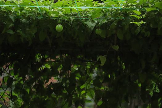 Green fruit hanging from the stem between green leaves and sky