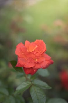 The background image of the colorful flowers, background nature