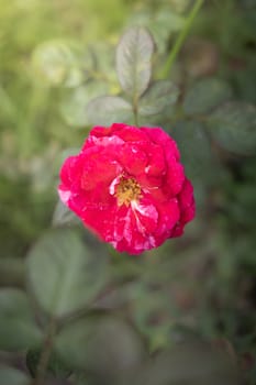 The background image of the colorful flowers, background nature