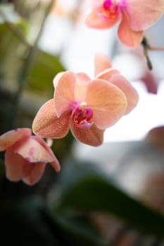 The background image of the colorful flowers, background nature