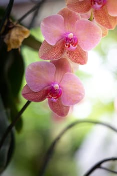 The background image of the colorful flowers, background nature