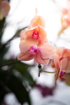 The background image of the colorful flowers, background nature