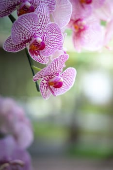 The background image of the colorful flowers, background nature