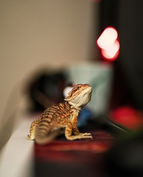 Young bearded dragon in focus with a blurry background, standing on a desk turned and looking at the camera.