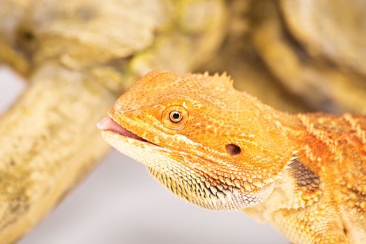 Young bearded dragon with tongue out, isolated on a white background.