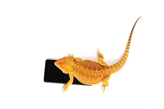 Bearded dragon standing on a smartphone, isolated on white background