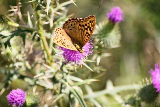 Close up shot of a butterfly with open wings standing on a thistle flower.
