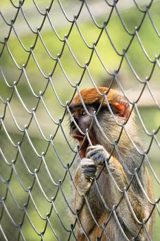 Close up shot of a small caged monkey holding the fence and looking far away.