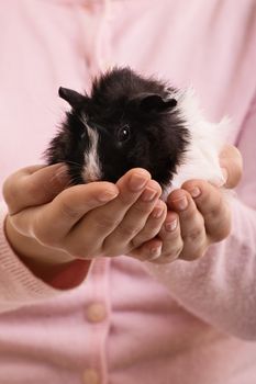 A close up shot of a girl holding her guinea pig.