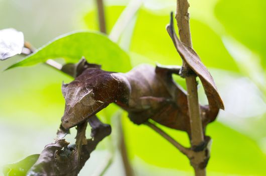 Uroplatus phantasticus, the satanic leaf-tailed gecko in Fianarantsoa Ranomafana National Park, Madagascar