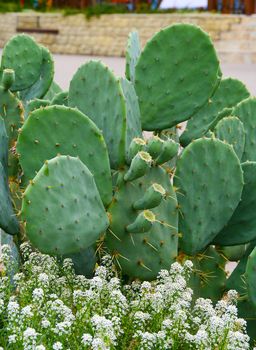 Decorative bed of cacti with flowers.