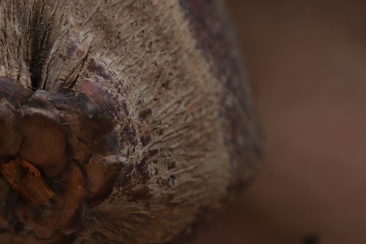 Old dry coconut in the floor resting after fallen from the tree