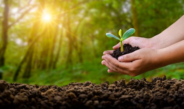 environment Earth Day In the hands of trees growing seedlings. Bokeh green Background Female hand holding tree on nature field grass Forest conservation concept