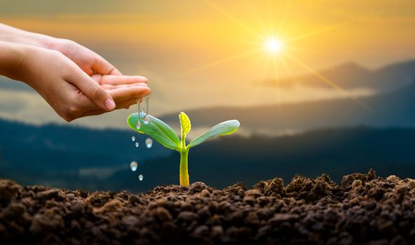 hand Watering plants tree mountain green Background Female hand holding tree on nature field grass Forest conservation concept