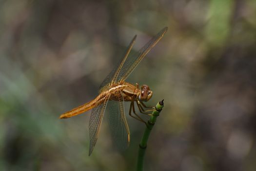 A broad scarlet dragonfly (Crocothemis erythraea) perched on horsetail (Equisetum sp.), Limpopo, South Africa