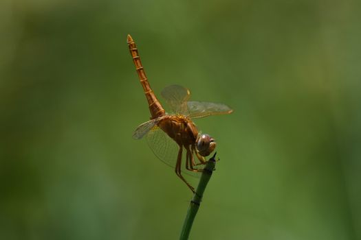 A broad scarlet dragonfly (Crocothemis erythraea) perched on horsetail (Equisetum sp.) tail up looking at the camera, Limpopo, South Africa