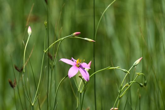 Cerise star flowering plant (Chironia palustris) flower cluster in natural grassland, Limpopo, South Africa