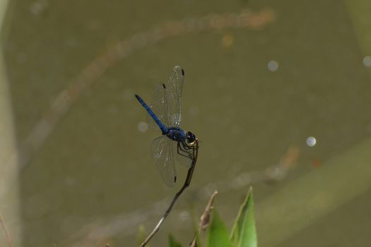 Navy dropwing dragonfly (Trithemis furva) on riverside branch perched tail up, Limpopo, South Africa