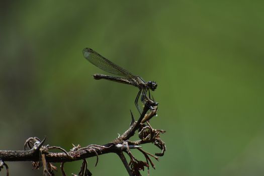 A female ruby jewel damselfly (Chlorocypha consueta) perched on a thorn tree branch in grassland, Limpopo, South Africa