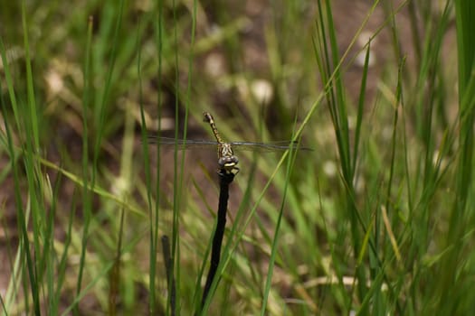 A common thorntail dragonfly (Ceratogomphus pictus) in riverside grassland curiously looking at camera, Limpopo, South Africa