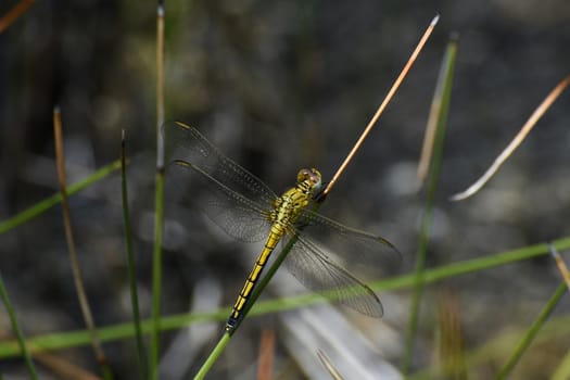 A female abbott's skimmer dragonfly (Orthetrum abbotti) in natural grassland environment, Limpopo, South Africa