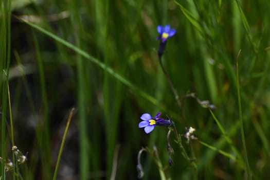 Wild butterfly lobelia flowers (Monopsis decipiens) in natural grassland, Limpopo, South Africa