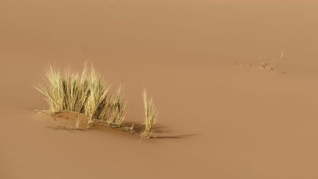 Grass in the red sand dunes of Sossusvlei, Namib-Naukluft National Park, Namibia