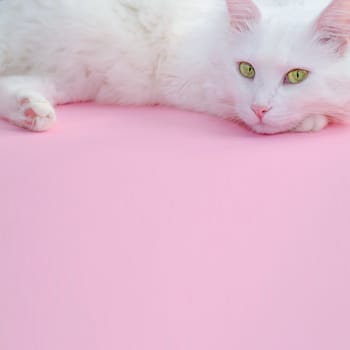 Delicate pastel pink background with a place for text below and a fluffy white cat on top