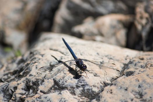 A navy dropwing dragonfly (Trithemis furva) basking in sunlight on a riverside rock, Limpopo, South Africa