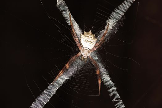 A banded orb web spider (Argiope flavipalpis) cleverly disguised in the center of its web, Limpopo, South Africa