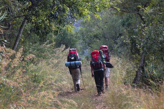 Three backpackers hiking up a forest hill trail, Limpopo, South Africa