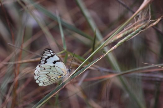 A Pioneer white butterfly (Belenois aurota) sitting on a grass stem in forest grassland, Limpopo, South Africa