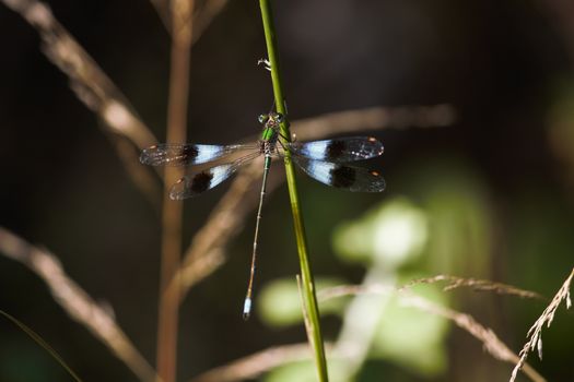 A colorful mountain malachite damselfly (Chlorolestes fasciatus) hanging on to a grass stem in forest grassland, Limpopo, South Africa