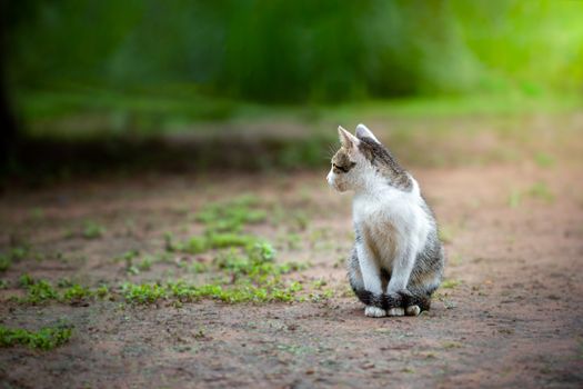 Cute grey and white cats face to the left and sit on the ground in the morning.