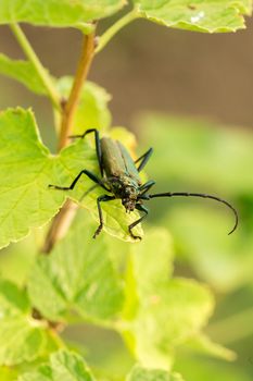 Musk beetle - Aromia moschata - Close-up of the mouthparts.