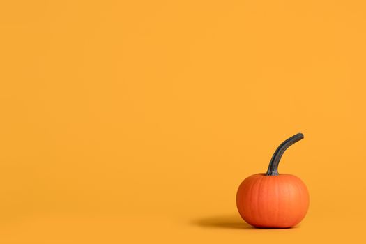 Holiday halloween background with pumpkin on orange, copy space for text