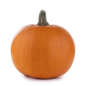 One pumpkin isolated on white background