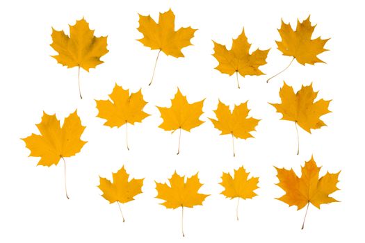 Set of orange autumn maple leaves isolated over white background