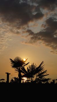Sunset landscape. beach sunset. palm trees silhouette on sunset tropical beach, Summer