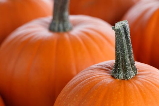 Many orange pumpkins background , Halloween holiday concept