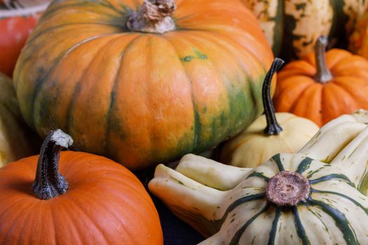 Assortiment of autumn harvested pumpkins in a heap background , Halloween holiday concept