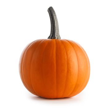 One pumpkin isolated on white background