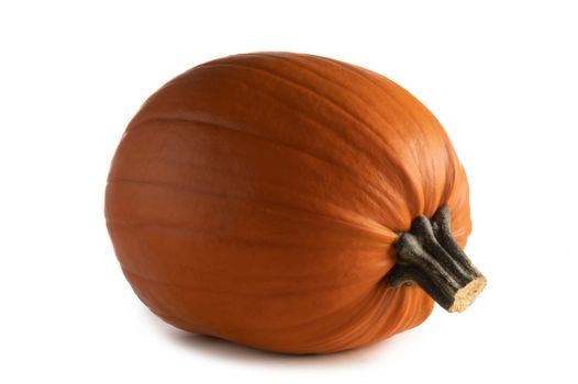 One pumpkin isolated on white background