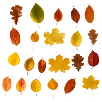 Set of colorful autumn leaves isolated over white background