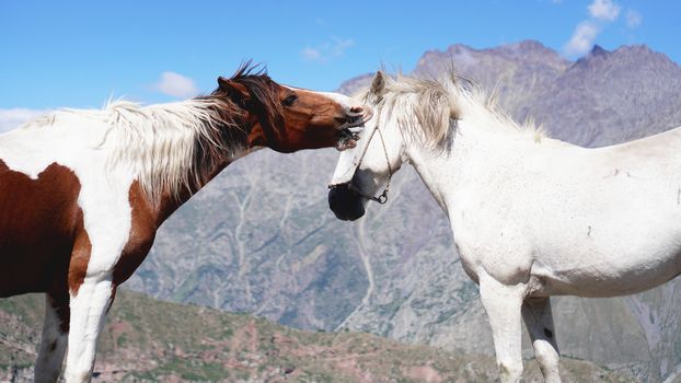 Two Wild horses pasturing on mountain environment. Beautiful nature background