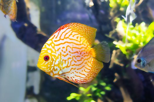 Golden Discus fish in aquarium close up.